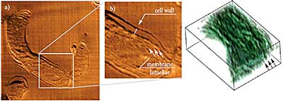 AFM tomography of resin embedded cyanobacteria. Photosynthetic membrane lamellae are clearly seen both on enlarged AFM image and on a 3D model (4.9x4.6x0.9 um, spaces between sections 50 nm).Sample courtesy of Dr.N.Matsko, ETH, Zurich, Switzerland.