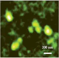 SNOM image of mitochondria dyed with FITC-labeled antibodies. Note XY resolution beyond the diffraction limit.