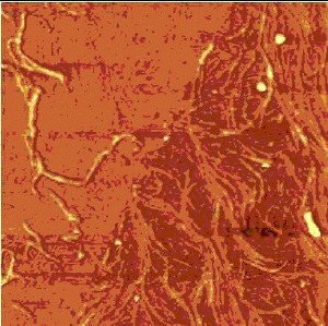 Zoom-in, 5 µm x 5 µm.
