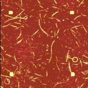 AFM measurement, 14 µm x 14 µm.