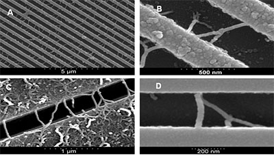 SEM images of: A) trench patterned Si, with stamped 0.1% catalyst solution. MWNTs grown under CVD conditions: 800°C; 0.5 slm of Ar; 0.05 slm C2H2 for 60 minutes. Resulting in ~ 0.6 interconnects per µm of trench length with 18% branch structures and B – D) selection SEM images of straight and branch structure interconnects grown under various CVD conditions.