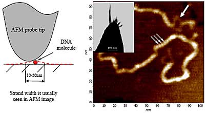 Short poly(dG)–poly(dC) DNA fragments deposited on modified HOPG