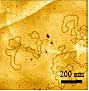 Plasmid DNA deposited onto HOPG surface pretreated with organic modifier