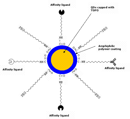 Multifunctional QDs usually employed for targeting tumor cells. QDs are conjugated to various affinity ligands (peptide, antibody, inhibitor, drug etc.) specific for the tumor cell biomarkers.