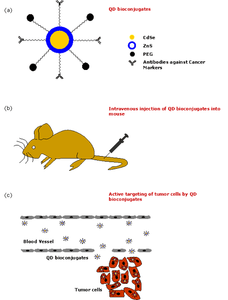 Various steps in employing QDs for in vivo diagnosis of cancer. (a) Formation of QD bioconjugates, (b) Intravenous injection of QD bioconjugates into mouse, (c) Active targeting of tumor cells by QD bioconjugates.