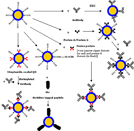 Various strategies for conjugating antibodies/proteins to QDs.