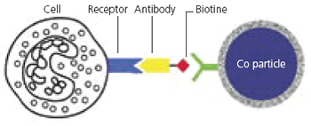 Diagram showing how nanoparticles can be used to detect diseased cells.
