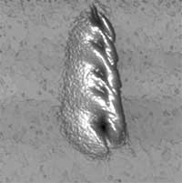 Film of 45°-oriented nanotubes with a trace of a scratch,made perpendicular to the nanotubes slope. Image size: 5.9 x 5.9 μm