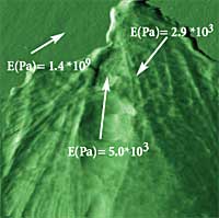 Young’s modulus as estimated on a living cell surface and on a Petri dish bottom. One point of the cell surface is almost twice as hard as another one, while the Petri dish is six orders of magnitude harder. Scan size: 25x25 μm