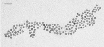 AZoNano – Online Journal of Nanotechnology - TEM image of gold nanoparticles. Scale bar: 20 nm.