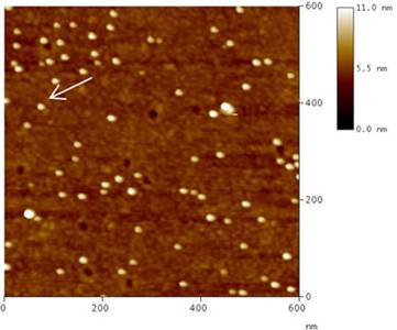 Gold Nanoparticles on Modified Glass Surface as Height 