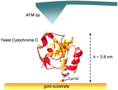 AZoNano – Online Journal of Nanotechnology - Graphic representation showing Yeast Cytochrome c adsorbed on a gold substrate via the sulfur atom of Cys102 residue.