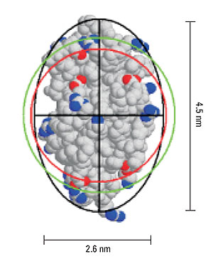Representation of lysozyme, showing the geometric axial dimensions, the hard sphere diameter (red), hydrodynamic diameter (green), and an ellipsoid with the same diffusional properties as the protein (black).