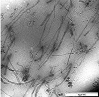 TEM image of CNTs in SMR CV60 (a) 1 wt % of CNTs (b) 3 wt % of CNTs (c) 5 wt % of CNTs (d) 7 wt % of CNTs and (e) 10 wt % of CNTs.