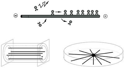 AZoNano, Nanotechnology - This graphic is a schematic diagram of molecular motors that run along a single filament or diffuse in the surrounding water. The running motors form a traffic jam close to the ‘plus’ end of the filament. (Bottom figure) The jamming effect depends strongly on the compartment geometry and is much more pronounced in uniaxial systems (left) than in radial systems (right).