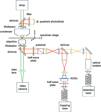 AZoNano, Nanotechnology - Diagram showing the typical set-up for modern optical tweezers.